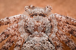 Extreme magnification - Crab spider