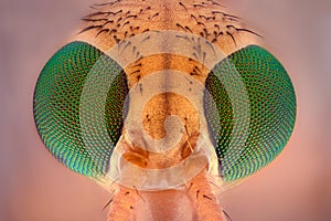 Extreme magnification - Crane fly head