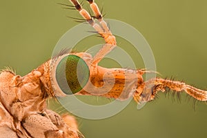 Extreme magnification - Crane fly head