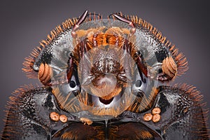 Extreme magnification - Dung Beetle, Copris lunaris