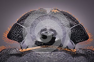 Extreme magnification - Dung Beetle, Copris lunaris