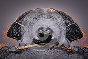 Extreme magnification - Dung Beetle, Copris lunaris photo