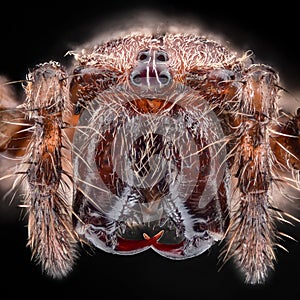 Extreme magnification - European garden spider, Araneus diadematus