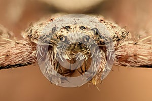 Extreme magnification - Flat spider, front view