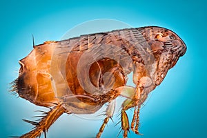 Extreme magnification - Flea at 10x