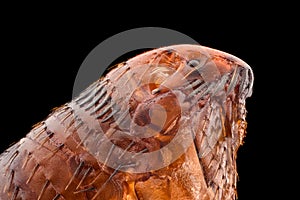 Extreme magnification - Flea at 20x