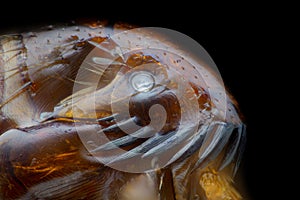 Extreme magnification - Flea at microscope, 50x magnification photo