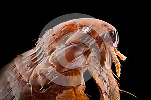 Extreme magnification - Flea at 20x