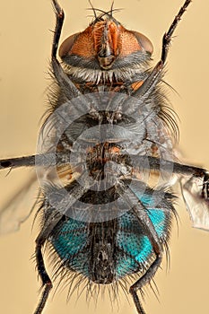 Extreme magnification - Fly body