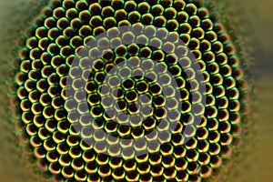 Extreme magnification - Fly compound eye under the microscope