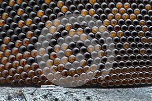 Extreme magnification - Fly compound eye at microscope, 50x magnification