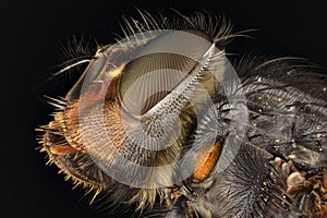 Extreme magnification - Fly head with compound eyes