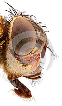 Extreme magnification - Fly head, side view