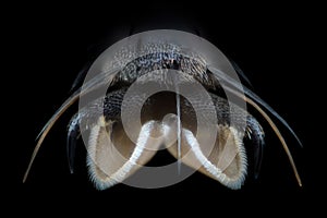 Extreme magnification - Fly paw at microscope, 50x magnification