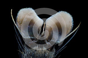 Extreme magnification - Fly paw at microscope, 50x magnification