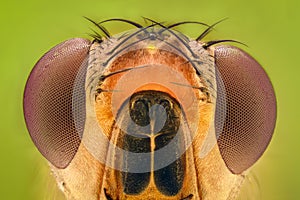 Extreme magnification - Fruit fly