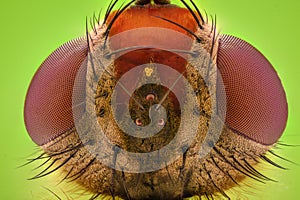 Extreme magnification - Fruit fly