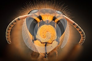 Extreme magnification - Giant Wasp