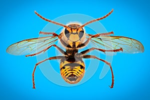Extreme magnification - Giant Wasp with spread wings