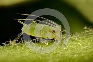 Extreme magnification - Green aphids