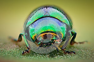 Extreme magnification - Green jewel beetle