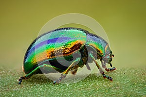 Extreme magnification - Green jewel beetle