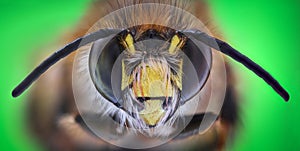 Extreme magnification - Honey Bee, front view