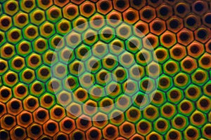 Extreme magnification - Horse fly compound eye under the microscope