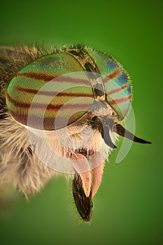 Extreme magnification - Horse fly head and eyes, Hybomitra