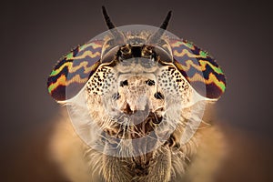 Extreme magnification - Horsefly