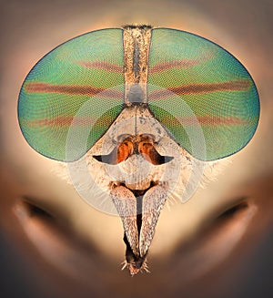 Extreme magnification - Horsefly