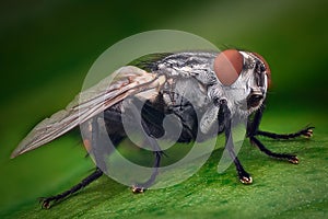 Extreme magnification - House fly