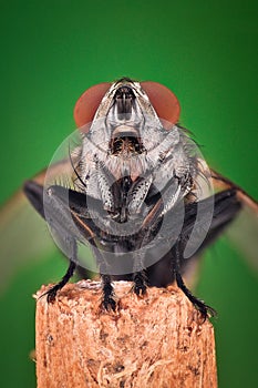 Extreme magnification - House fly