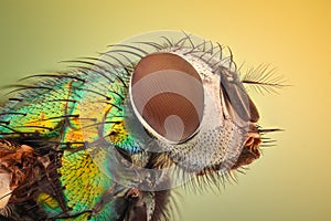 Extreme magnification - House fly