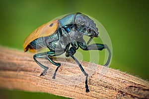 Extreme magnification - Jewel Beetle