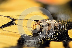 Extreme magnification - Jumping Spider on a butterfly wing