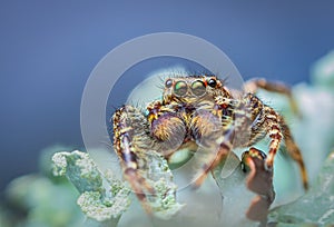 Extreme magnification - Jumping spider portrait, front view