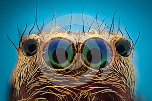 Extreme magnification - Jumping spider portrait