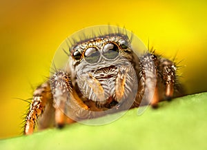 Extreme magnification - Jumping spider portrait, front view