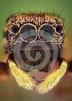 Extreme magnification - Jumping spider eyes, front view