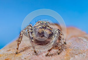 Extreme magnification - Jumping spider portrait, front view