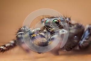 Extreme magnification - Jumping spider portrait, front view