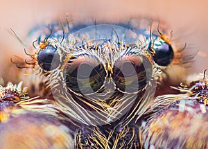 Extreme magnification - Jumping spider portrait, front view