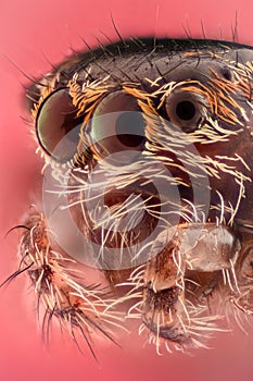 Extrémní zvětšení skákání pavouk portrét 