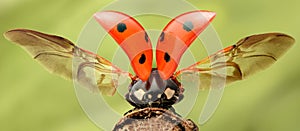 Extreme magnification - Lady bug with spread wings