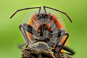 Extreme magnification - Lygaeus equestris