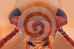 Extreme magnification - Mealworm beetle jaws, Tenebrio molitor