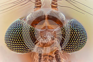 Extreme magnification - Mosquito head