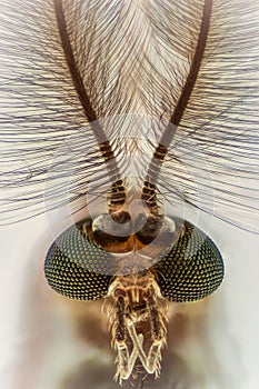 Extreme magnification - Mosquito head