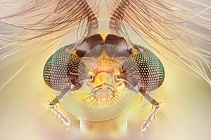 Extreme magnification - Mosquito head